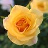 �Х��ġ���ǯ����ġ���ɥС��Ĥ�Х顡�ԡ������ӡ��륺������ȭ�ڣ�������ܰʹߡ��缡ȯ��ͽ��ۡ��ڥ֥����ġ�