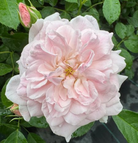 NEW���Х��ġ���ǯ����ġ����饦���ե�����ء�8��ȭ