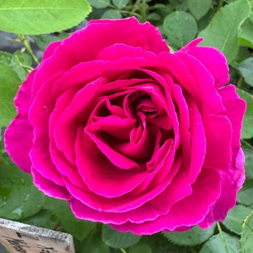 NEW���Х��ġ���ǯ����ġ��ե������꡼�������ء�8��ȭ