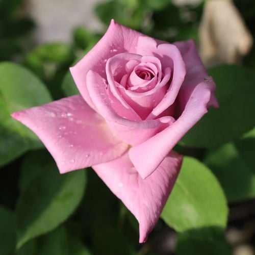 NEW �Х��ġ���ǯ����ġ��ȥ��磻�����󥢥֥롼�ࡼ�����ء�����ȭ�����Х��Ĥϣ��������Ķ��������ȯ����