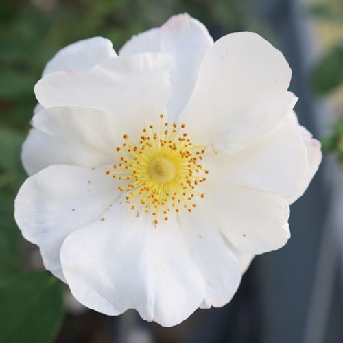 NEW �Х��ġ���ǯ����ġ��ء��٥���åס�������ɥ�����������ȭ�����Х��Ĥϣ��������Ķ��������ȯ����