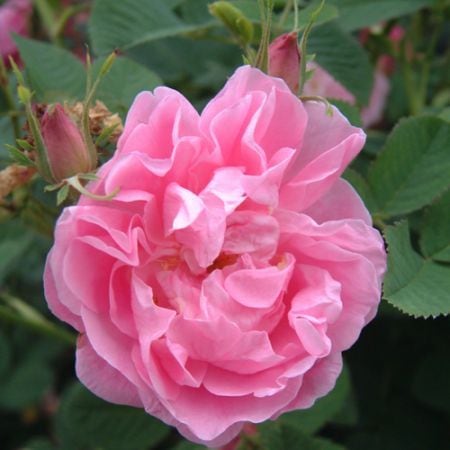 NEW �Х��ġ���ǯ����ġ����� ���ޥ����� �ȥꥮ��ƥ��ڥ��顡������ɥ�����������ȭ�����Х��Ĥϣ��������Ķ��������ȯ����