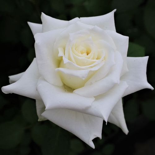 �Х��ġ���ǯ����ġ����ۥ磻�ȥƥ������ء������Х��ꥸ�ʥ��ʼ����ȭ�����Х��Ĥϣ��������Ķ��������ȯ���������ڥ֥����ġ�