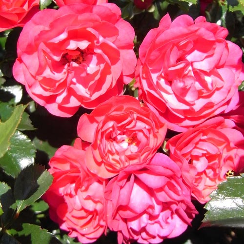 �Х��ġ���ǯ����ġ�������ȥʡ��ե����ǡ��Ĥ�Х顡����ȭ�����Х��Ĥϣ��������Ķ��������ȯ����