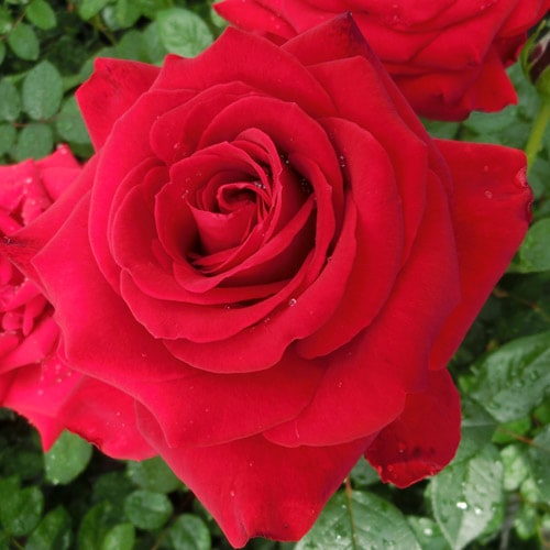 Хġǯġ󥰥åɥСޥءȭܰʹߡȯͽꢨ