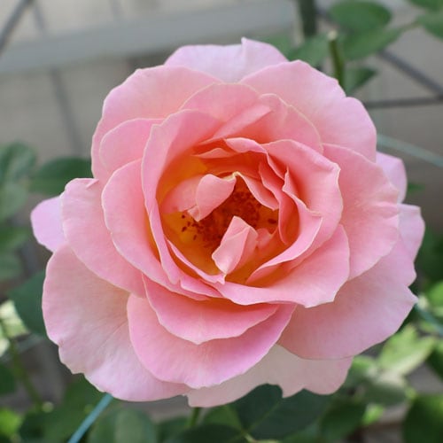 ROSE NURSERY MIZUTANI 有限会社水谷農園｜薔薇苗の生産業者販売