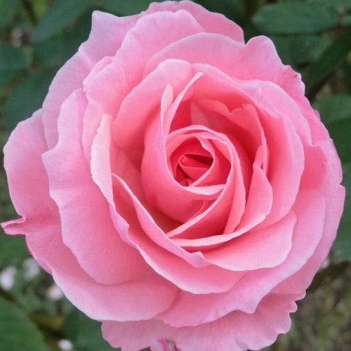 「ベティ」 切り花品種バラ苗　VICTORIAN WEDDIN♡Rose クウ様専用」切り花品種バラ苗 1歳 VICTORIAN WEDDIN♡Rose バラ