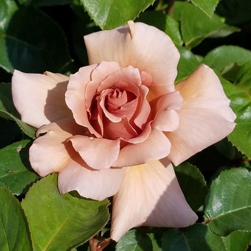 �Х��ġ���ǯ����ġ�������ꥢ�����ء�����ȭ�����Х��Ĥϣ��������Ķ��������ȯ������