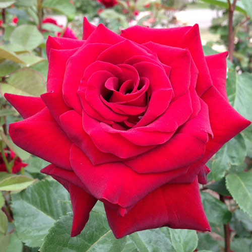 ROSE NURSERY MIZUTANI 有限会社水谷農園｜薔薇苗の生産業者販売サイト