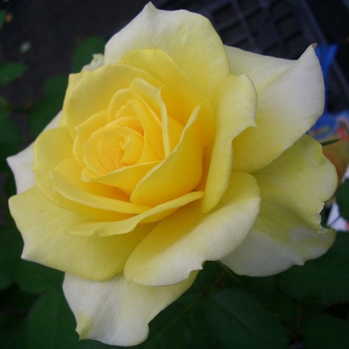 ROSE NURSERY MIZUTANI 有限会社水谷農園｜薔薇苗の生産業者販売サイト