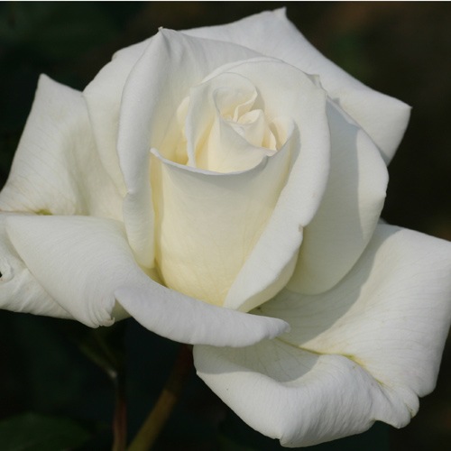 グレー猫ちゃんとメタリックなブルー系薔薇の花畑のハートトップ