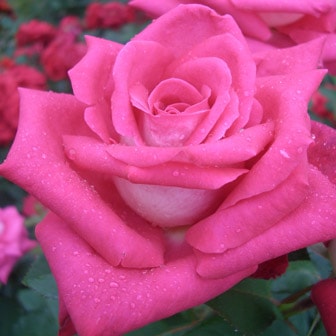 ROSE NURSERY MIZUTANI 有限会社水谷農園｜薔薇苗の生産業者販売サイト