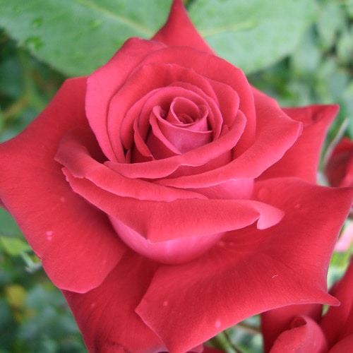 �Х��ġ���ǯ����ġ�����åɥ����������ء�����ȭ�����Х��Ĥϣ��������Ķ��������ȯ������