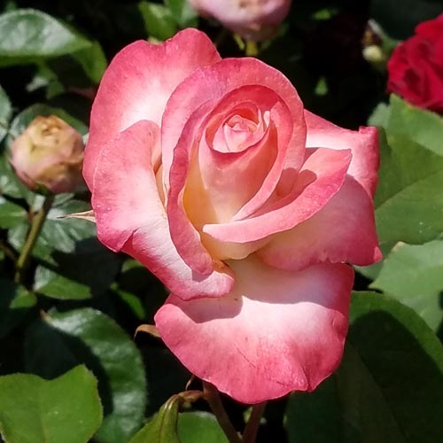 希少 薔薇苗 バラ苗 フラ…2年 1鉢 rose09satou-84-1.jpg