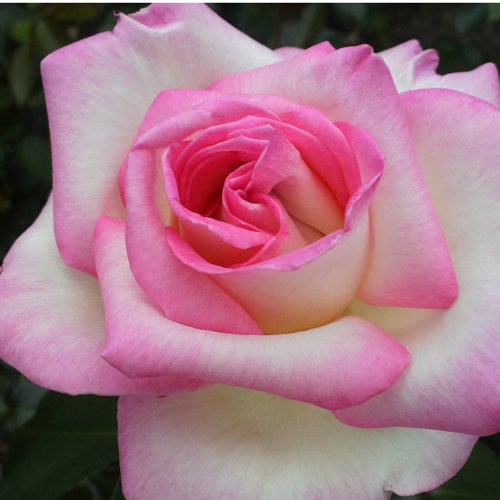 �Х��ġ���ǯ����ġ����ץ�󥻥��ɥ���ʥ������ء�����ȭ�����Х��Ĥϣ��������Ķ��������ȯ������