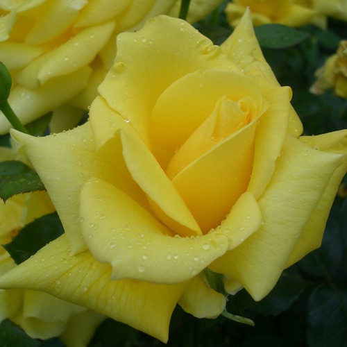 �Х��ġ���ǯ����ġ������ɥ顡���ء�����ȭ�����Х��Ĥϣ��������Ķ��������ȯ������