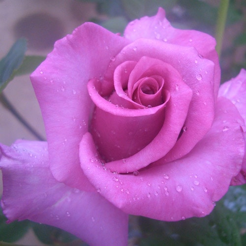 KaiLee様専用 薔薇咲きジャスミン大苗 紫陽花 ディープパープル