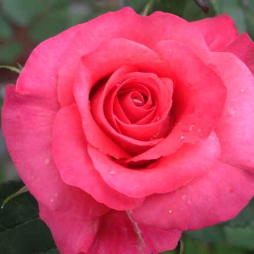 ROSE NURSERY MIZUTANI 有限会社水谷農園｜薔薇苗の生産業者販売サイト