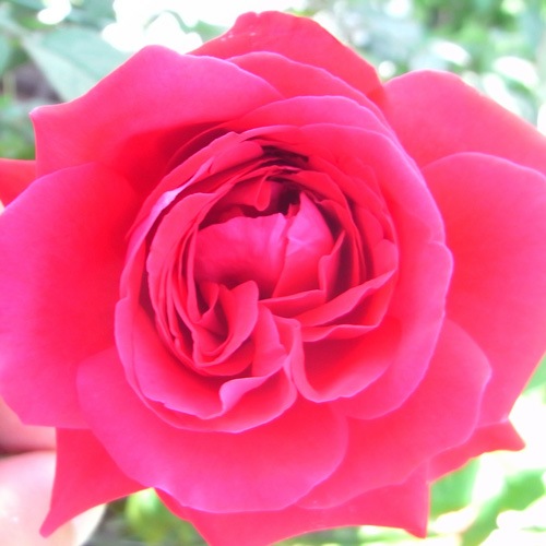 �Х��ġ���ǯ����ġ�������ॽ�󥰥����꡼�����ء�����ȭ�����Х��Ĥϣ��������Ķ��������ȯ����