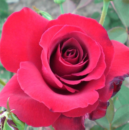 バラ苗 2年大株苗 ドゥフトツァウバー 大輪 4号鉢 ※バラ苗は5～10