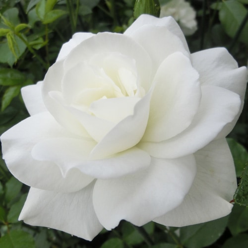 �Х��ġ���ǯ����ġ����������С��������ء�����ȭ�����Х��Ĥϣ��������Ķ��������ȯ������