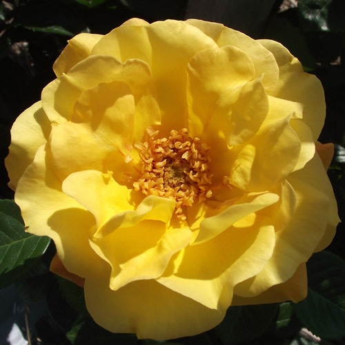 �Х��ġ���ǯ����ġ������������٥롡���ء�����ȭ�����Х��Ĥϣ��������Ķ��������ȯ������