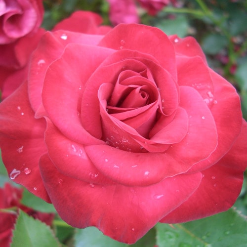 �Х��ġ���ǯ����ġ��������åȥ顡���ء�����ȭ�����Х��Ĥϣ��������Ķ��������ȯ������