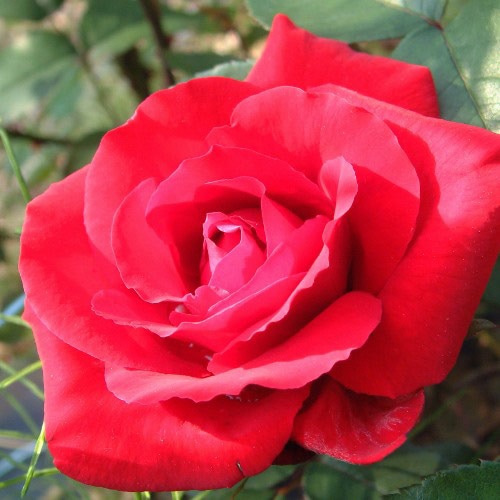 ROSE NURSERY MIZUTANI 有限会社水谷農園｜薔薇苗の生産業者販売サイト