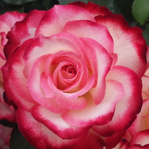 �Х��ġ���ǯ����ġ�������ӥ�ǥ�ץ�󥹥ɥ���ʥ������ء�����ȭ�����Х��Ĥϣ��������Ķ��������ȯ������