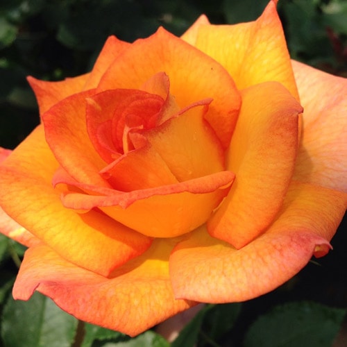 ROSE NURSERY MIZUTANI 有限会社水谷農園｜薔薇苗の生産業者販売サイト