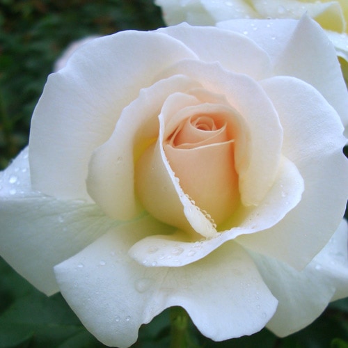 �Х��ġ���ǯ����ġ����ե����졼�������ء�����ȭ�����Х��Ĥϣ��������Ķ��������ȯ������