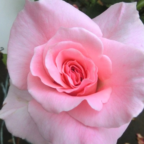 ROSE NURSERY MIZUTANI 有限会社水谷農園｜薔薇苗の生産業者販売サイト