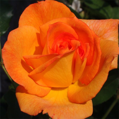 ROSE NURSERY MIZUTANI 有限会社水谷農園｜薔薇苗の生産業者販売サイト