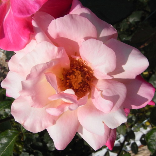 �Х��ġ���ǯ����ġ����������������ء�����ȭ�����Х��Ĥϣ��������Ķ��������ȯ������