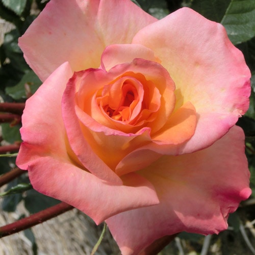 モナリザ 酸っぱかっ 薔薇柄豪華なチュールスカート140未使用に近い美  