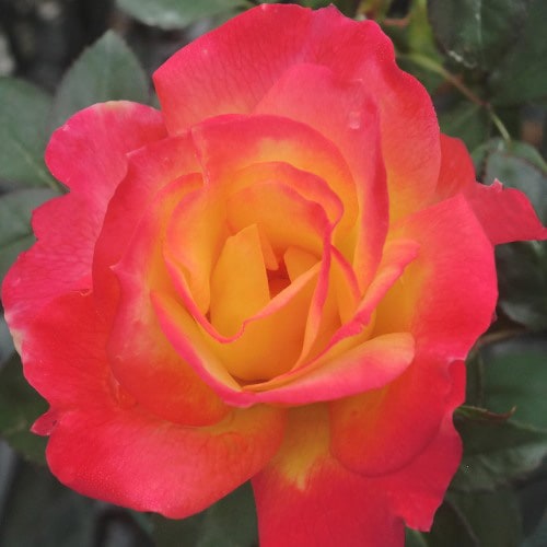 ROSE NURSERY MIZUTANI 有限会社水谷農園｜薔薇苗の生産業者販売サイト