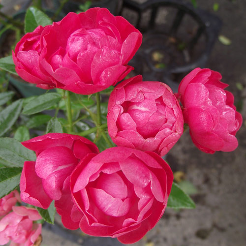 �Х��ġ���ǯ����ġ����⥹���å��������ء�����ȭ�����Х��Ĥϣ��������Ķ��������ȯ������