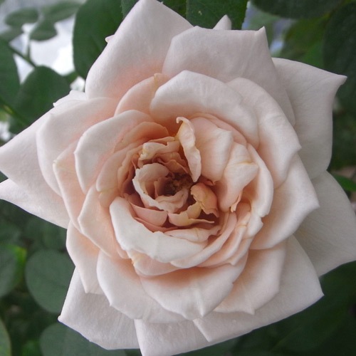 �Х��ġ���ǯ����ġ������쥤�ɡ��󡡡��륰�饤�������������ء�����ȭ�����Х��Ĥϣ��������Ķ��������ȯ�������ڥ֥����ġ�