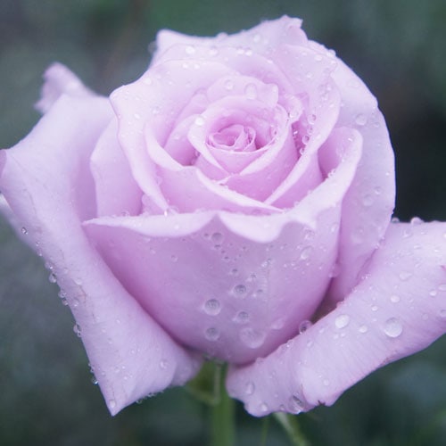 �Х��ġ���ǯ����ġ����֥롼�����롡���ء�����ȭ�����Х��Ĥϣ��������Ķ��������ȯ������