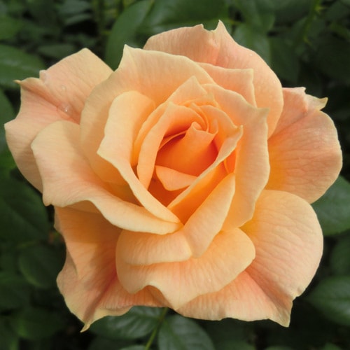 ROSE NURSERY MIZUTANI 有限会社水谷農園｜薔薇苗の生産業者販売サイト