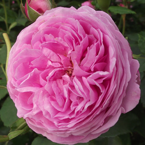 薔薇のお部屋専用 薔薇のお部屋専用 予約品 薔薇のお部屋専用 予約品 薔薇のお部屋専用