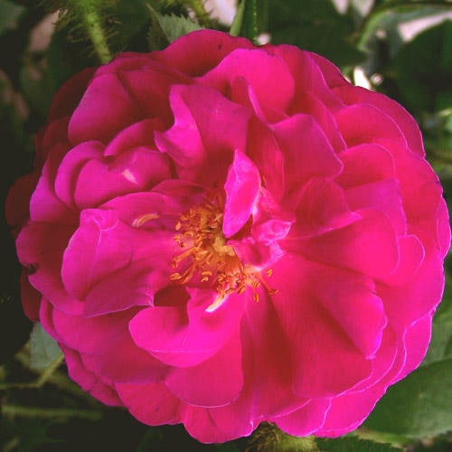 �Х��ġ���ǯ����ġ��������ޥ륿�󡡥�����ɥ�����������ȭ�����Х��Ĥϣ��������Ķ��������ȯ������