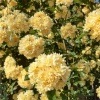 Хġǯġڹ Ȭ'lutea'ɥȭ