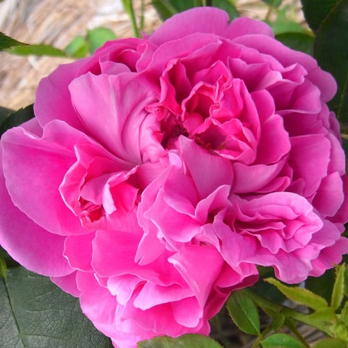 バラ苗 2年大株苗 ポールネイロン オールドローズ 4号鉢 ※バラ苗は5