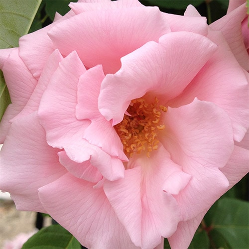 バラ苗 2年大株苗 キャスリーンハロップ つるバラ 4号鉢 ※バラ苗は5