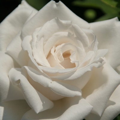 �Х��ġ���ǯ����ġ����ե饦������ɥ륷�奭��������ɥ�����������ȭ�����Х��Ĥϣ��������Ķ��������ȯ������