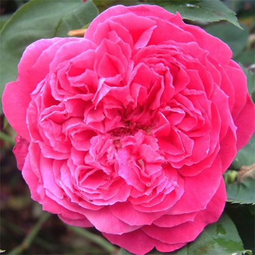 �Х��ġ���ǯ����ġ����������ɥ�å��塡������ɥ�����������ȭ�����Х��Ĥϣ��������Ķ��������ȯ����