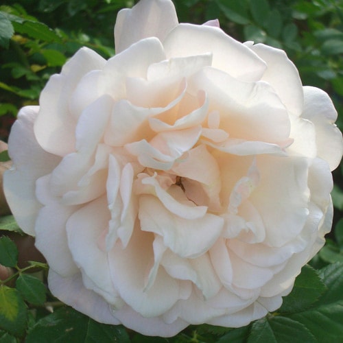 �Х��ġ���ǯ����ġ����ޥ��ॢ��ե�åɥ���ꥨ���롡������ɥ�����������ȭ�����Х��Ĥϣ��������Ķ��������ȯ������