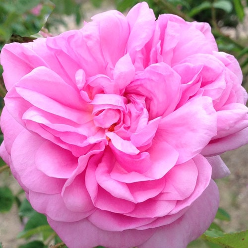 �Х��ġ���ǯ����ġ�������ƥ��ե��ꥢ�ॹ��������������ɥ�����������ȭ�����Х��Ĥϣ��������Ķ��������ȯ����