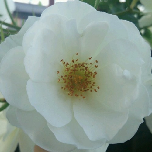 �Х��ġ���ǯ����ġ���CL�������С��������Ĥ�Х顡����ȭ�����Х��Ĥϣ��������Ķ��������ȯ������